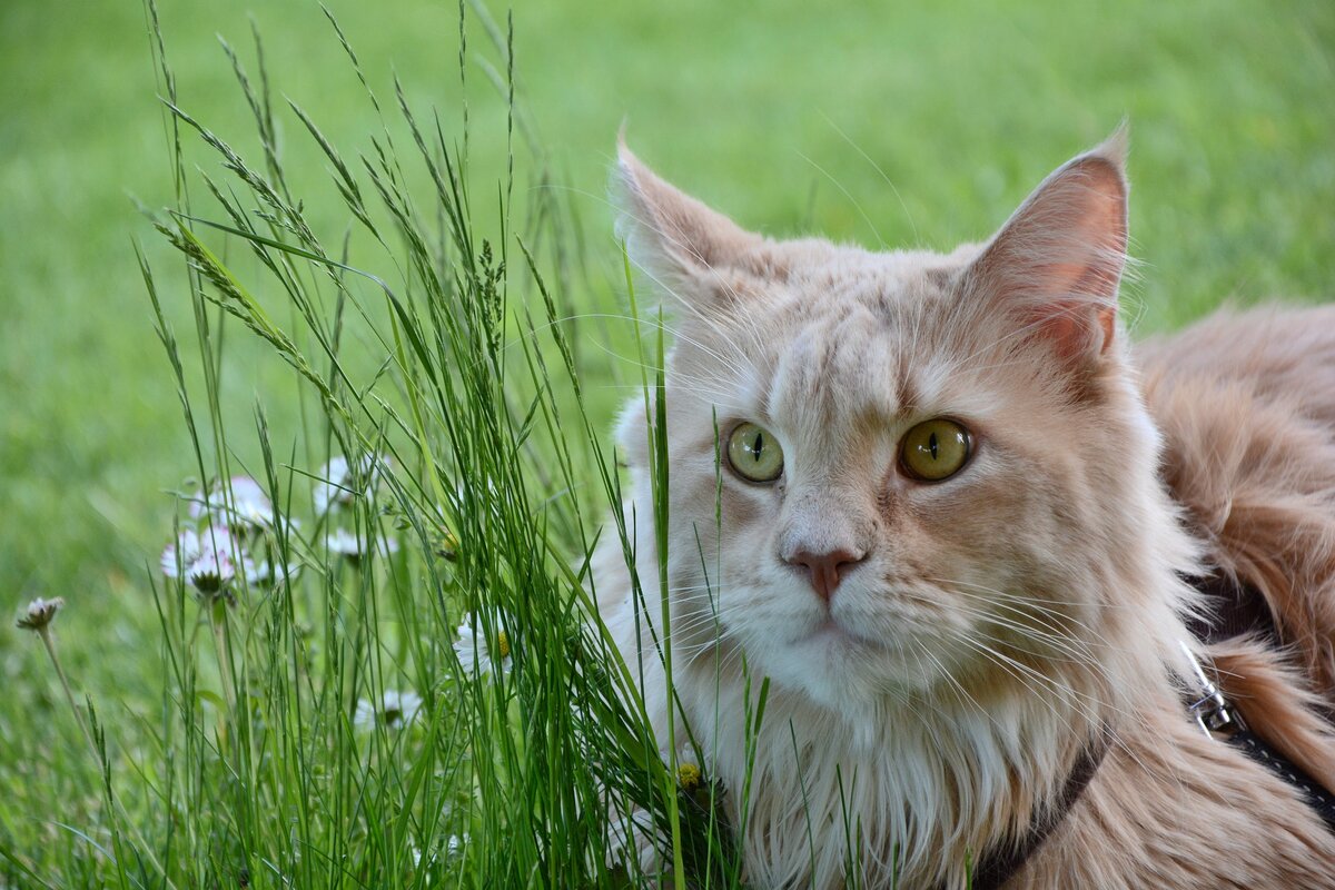 Кошка Мейн-кун Источник: https://pixabay.com/ru/photos/кошка-сад-мейн-кун-5701761/