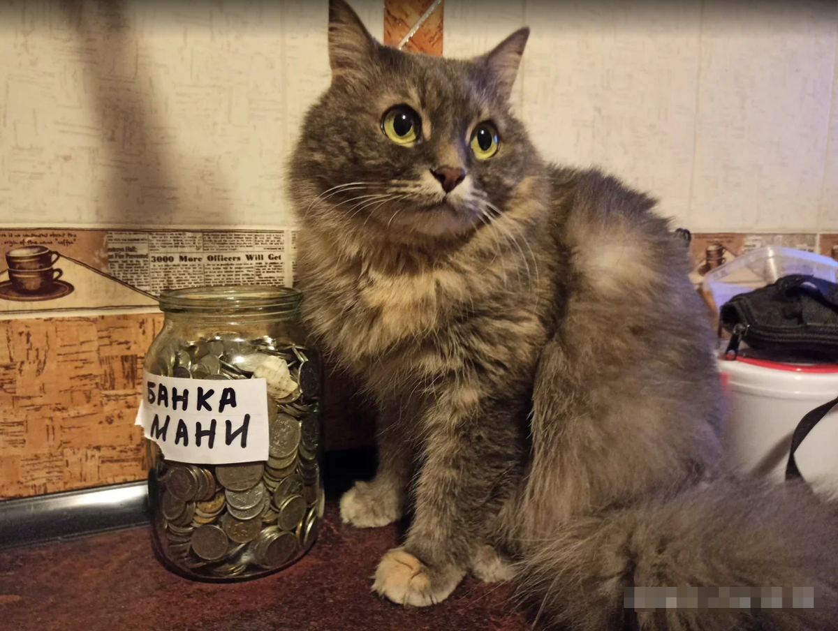 Банк нашей кошки сегодня
