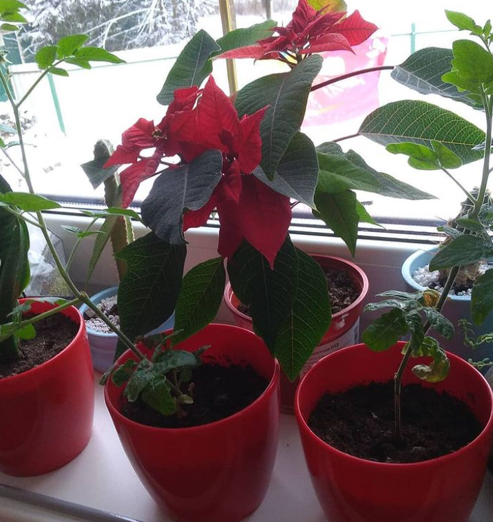 Пуансеттия 19.12.2020
