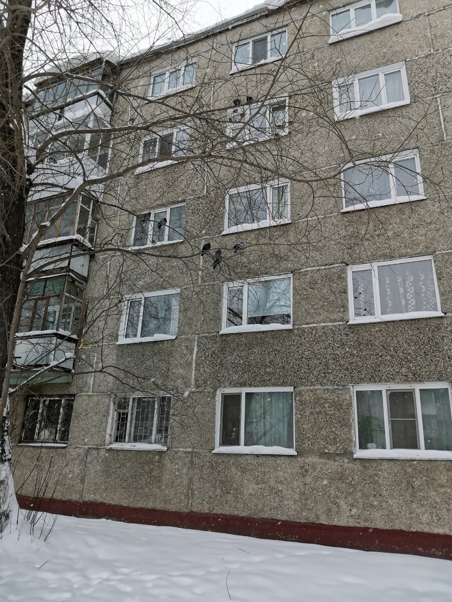 Мороз небольшой. Голуби на ветках.