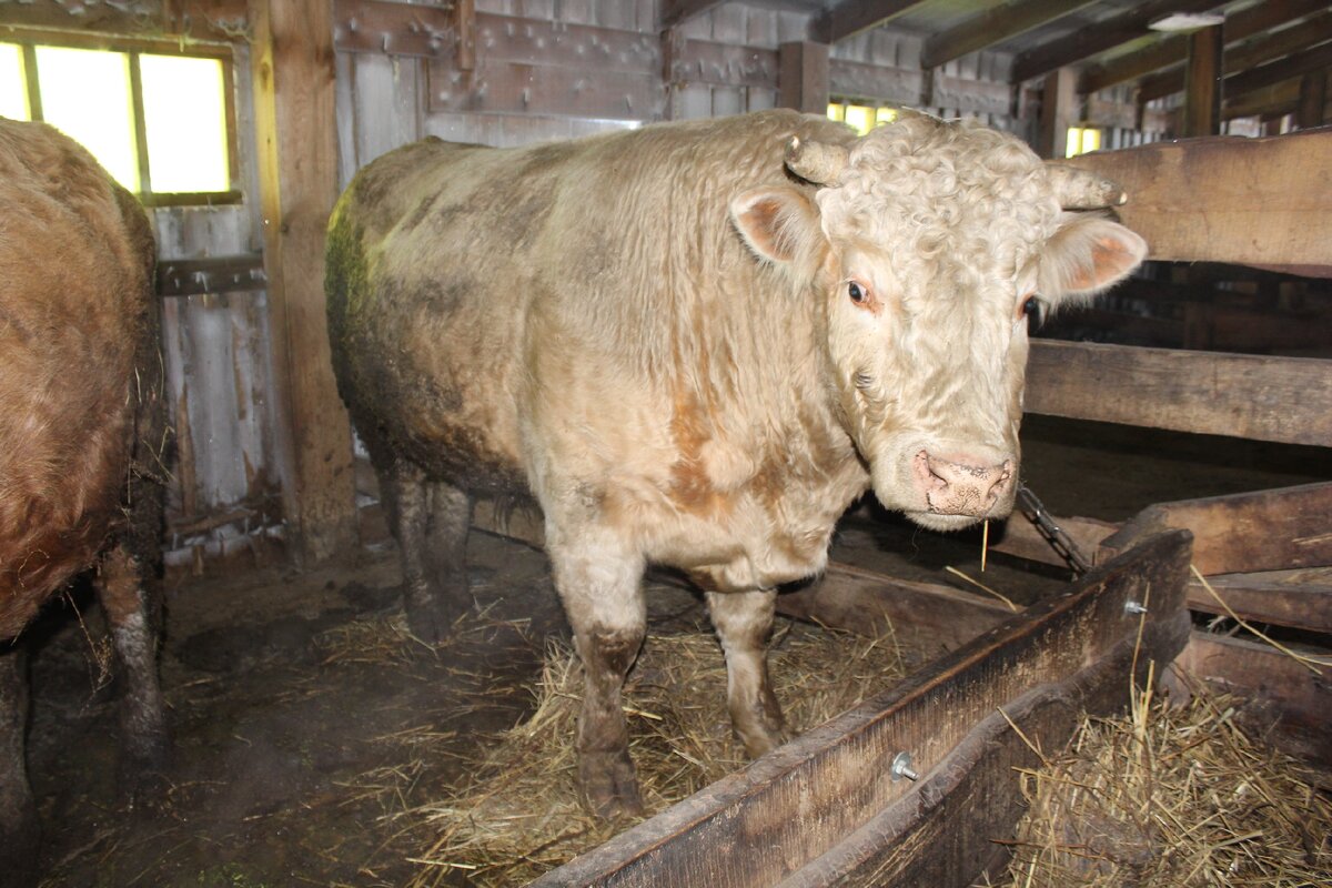 Фото автора. В нашем случае, почти белый бык