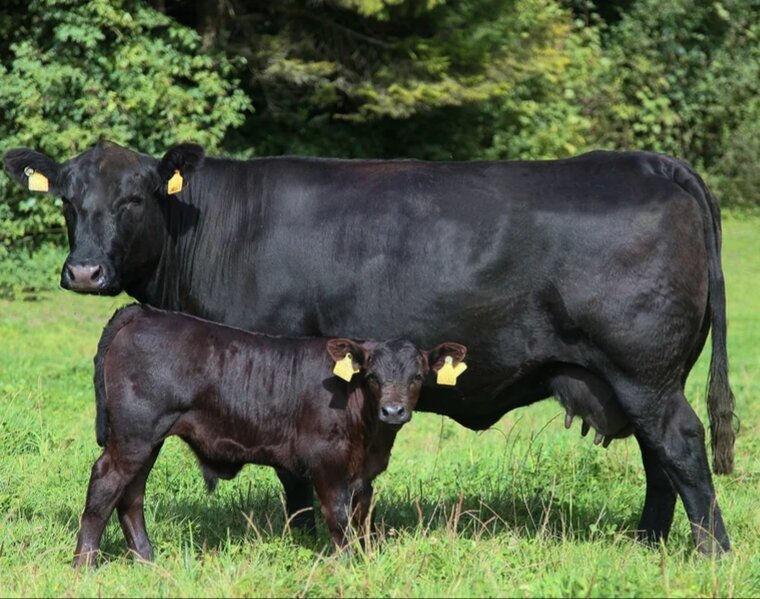 Корова с телёноком.