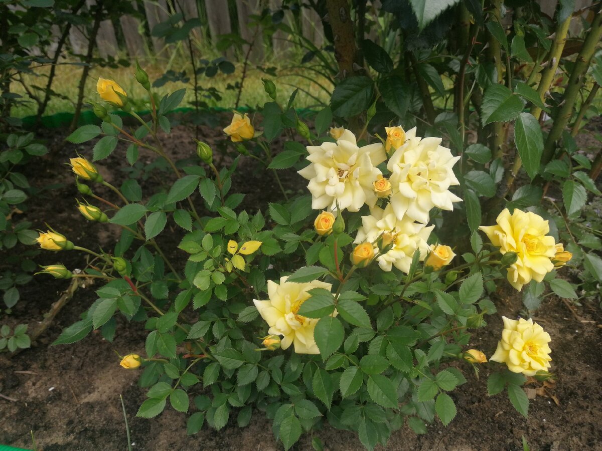 безымянная миниатюрка с рынка, фото автора