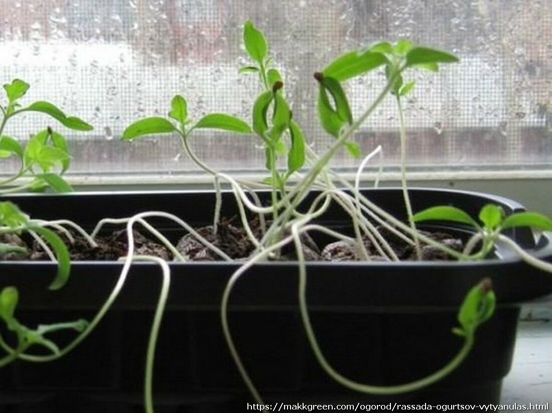 Взято из интернета