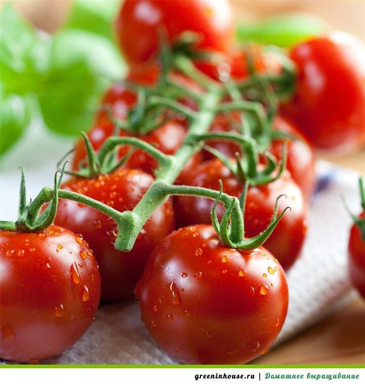 Черри Помидор 