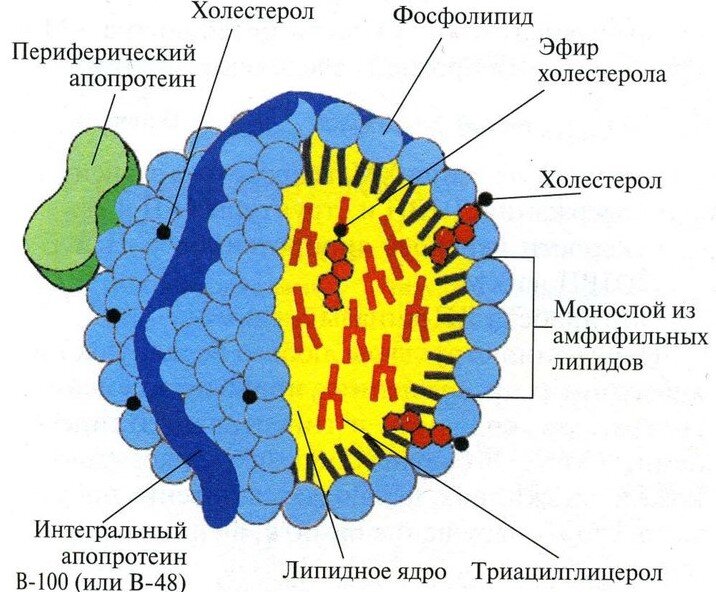 Такой вот он, шарик-хиломикрон, сложный. Рисунок из интернета: https:en.ppt-online.org