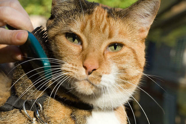  Для того чтобы шерстяной покров вашего питомца всегда был в полном порядке и выглядел красиво, необходимо приобрести специальные щетки или простые гребешки. Не стоит применять щетки, который человек использует в повседневной жизни, они могут нанести серьезной вред кожному покрову и шерсти животного.