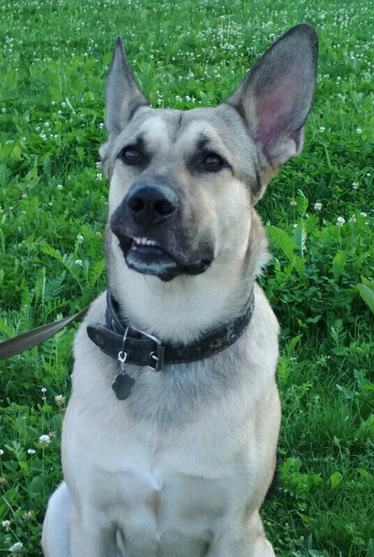 Лаки . Мой мальчик