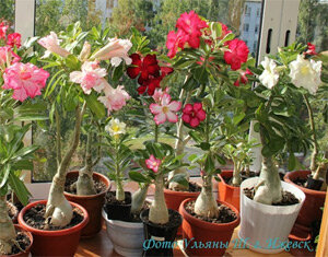 Адениумы могут расти и на северных окнах, но цвести будут только на солнечных, или при дополнительном подсвечивании.