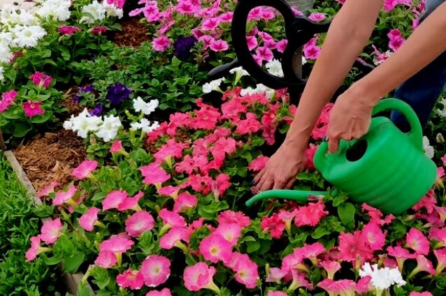 Подкормка петуний