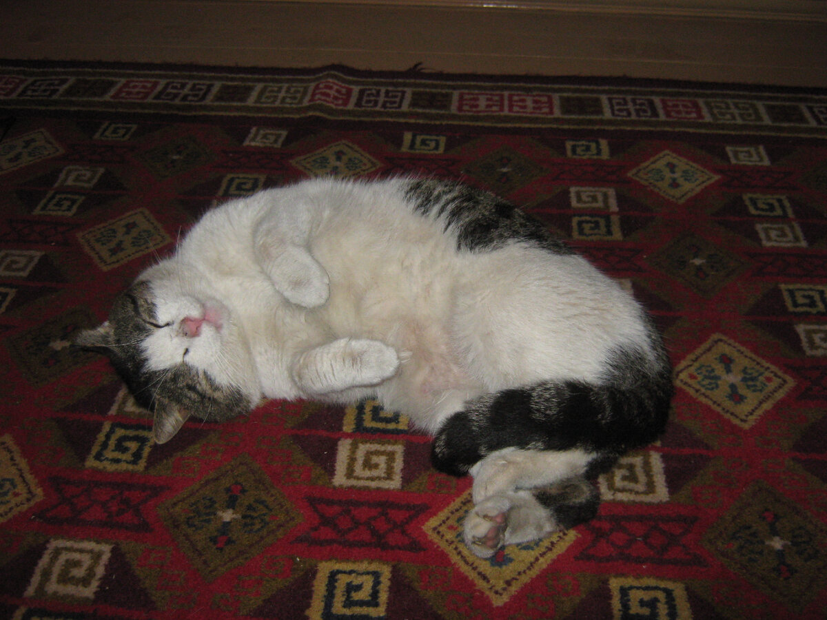 Этот домашний кот мог на неделю куда-то уйти, потом несколько дней провести дома и снова свалить. Фото мое.