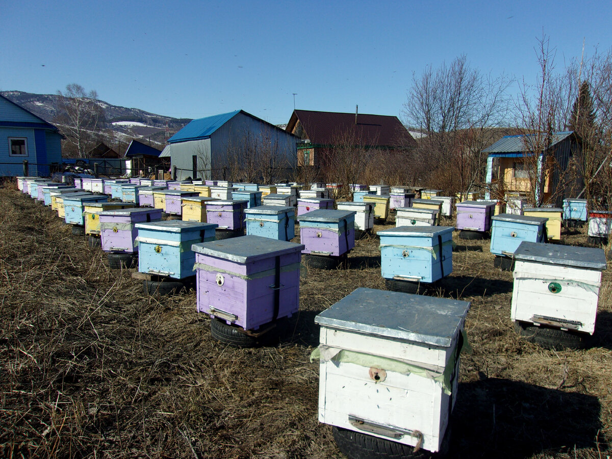                                          Весна на пасеке. Фото автора.