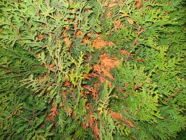 Пожелтение кроны внутри Туи