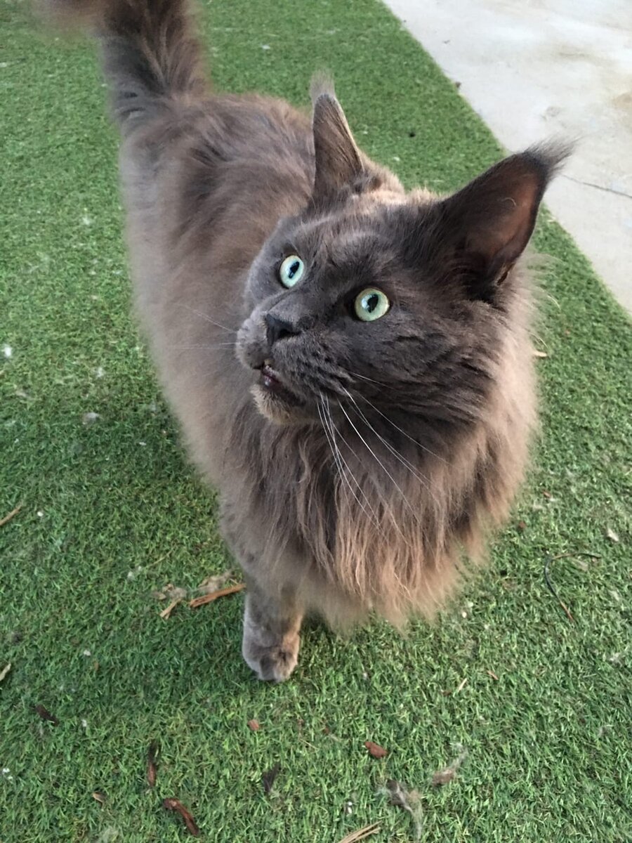 Фото из лично архива. Мейн-кун Джакс, возраст 7 лет. Отец котенка о котором идет речь.