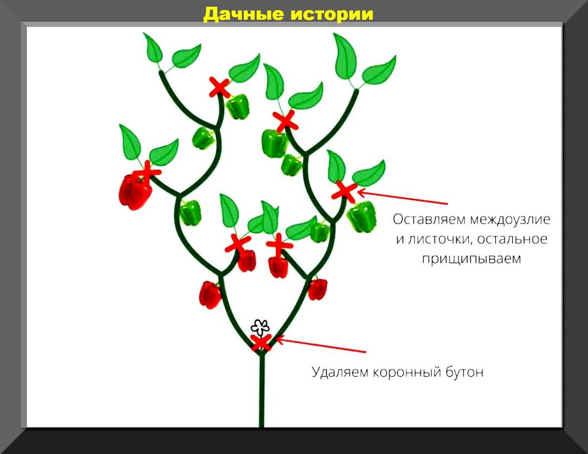 Схема пасынкования перцев