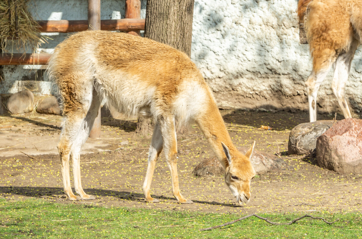 Викунья (род: викунья)
