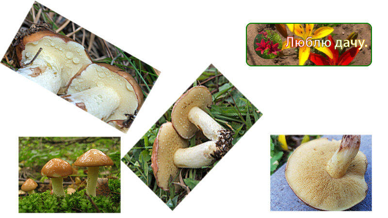 Коллаж сделан автором.