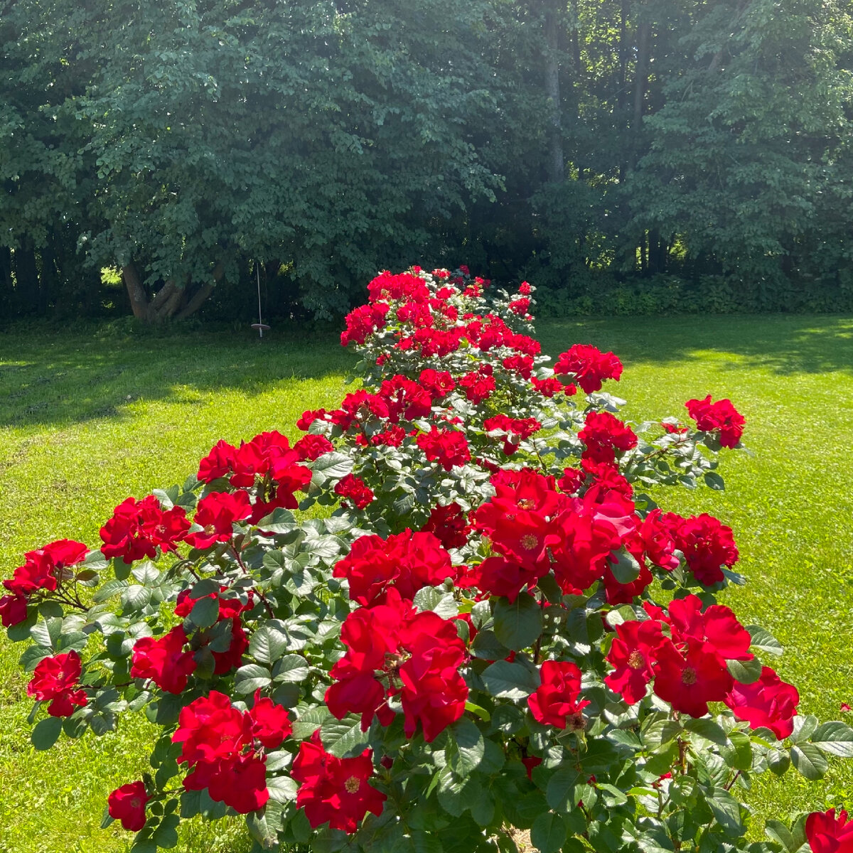 Robusta (Kordes , 1979) 