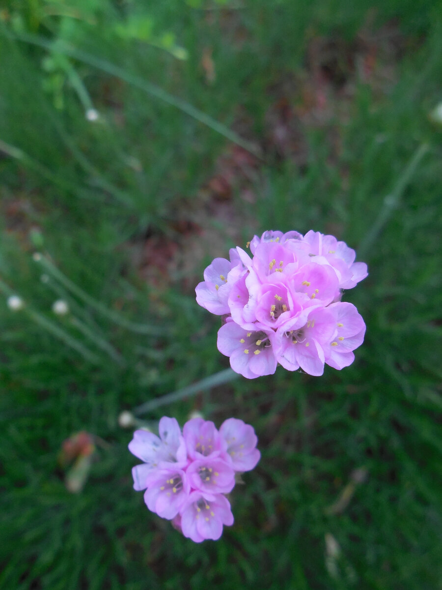 Начало цветения. Едва заметные внизу- бутоны. Вообще-то она цветёт пышнее, но тут  полутень