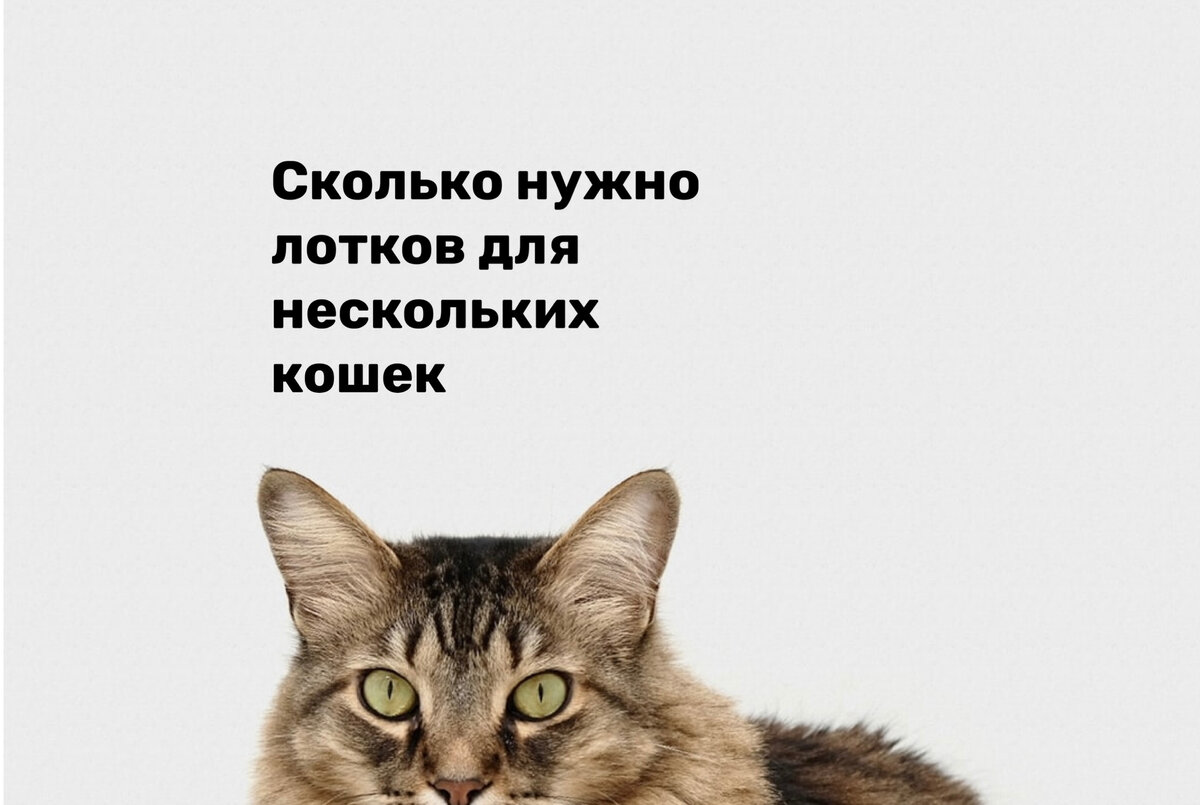 Cat talk