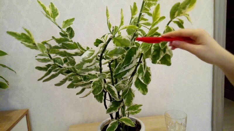 Уход за педилантусом.