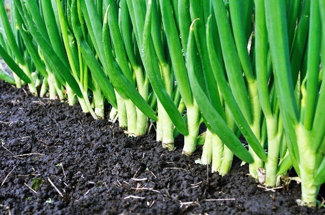 Стройные ряды лука сулят отличный урожай