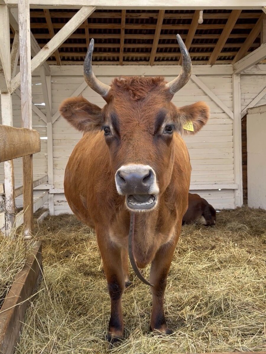 Побывали в гостях у коровок