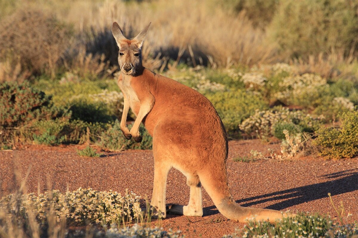 Животные Австралии кенгуру. Гигантский рыжий кенгуру (Red-Grey Kangaroo). Исполинский рыжий кенгуру. Кенгуру в Австралии.