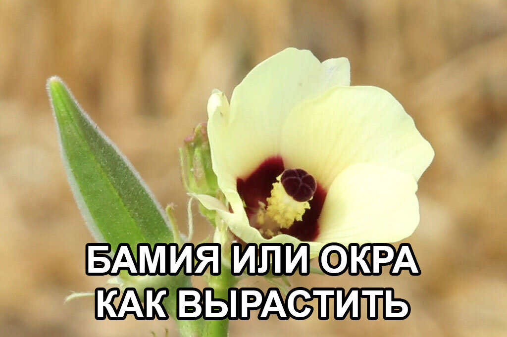 Однако, несмотря на внешнее сходство с другими зелеными овощами, стручки содержат семена, которые определенно относятся к категории фруктов.