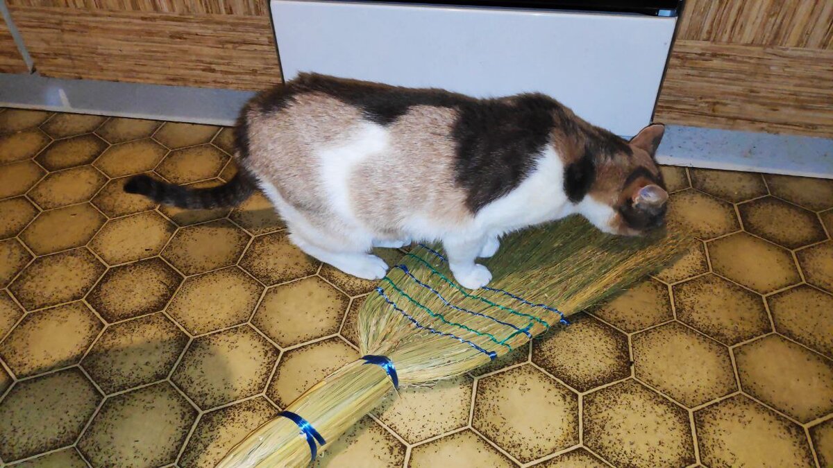 Кошачий контроль качества веник не прошёл. Не летает! И в зубах вязнет: консистенция не та! В статье использованы фото автора