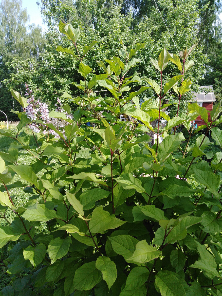 Листья длинные, вытянутые, с четко-выраженными жилками.