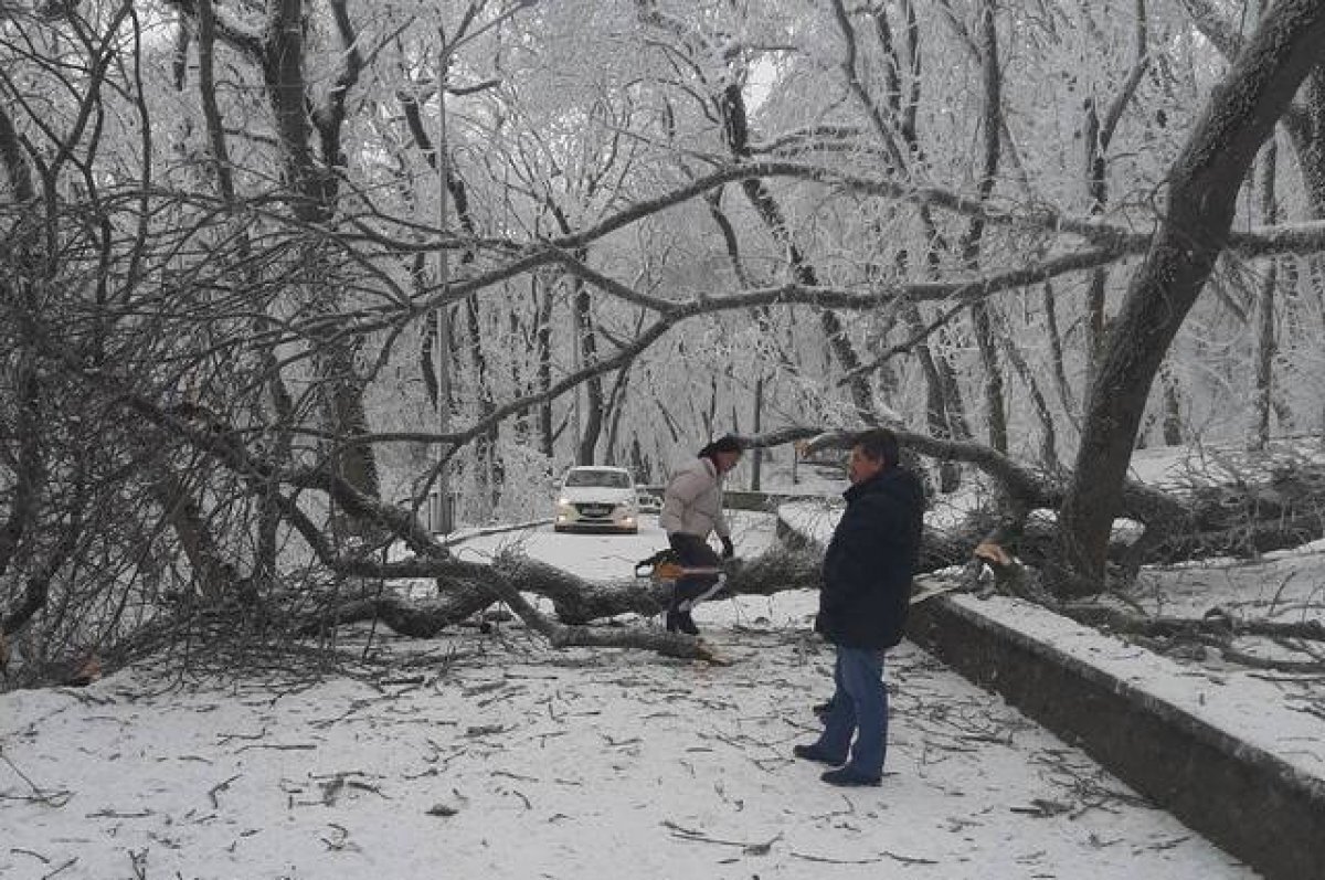 Погода в пятигорске в апреле 2024 года. Деревья в снегу. Пятигорск в декабре. Обледеневшая гора Машук. В Пятигорске упало дерево.