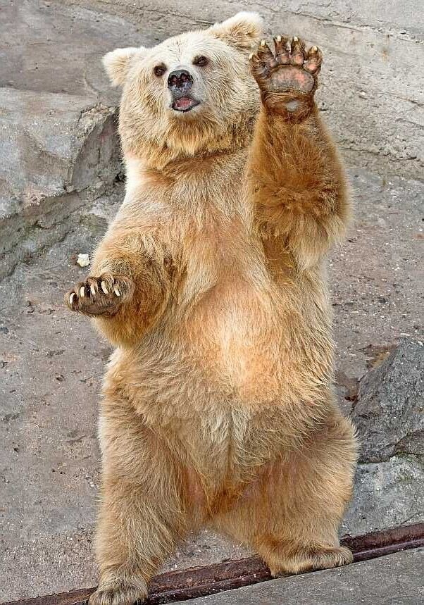 Тяньшанский бурый медведь