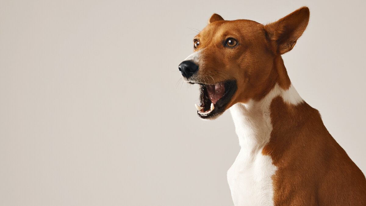 Собака громко лает