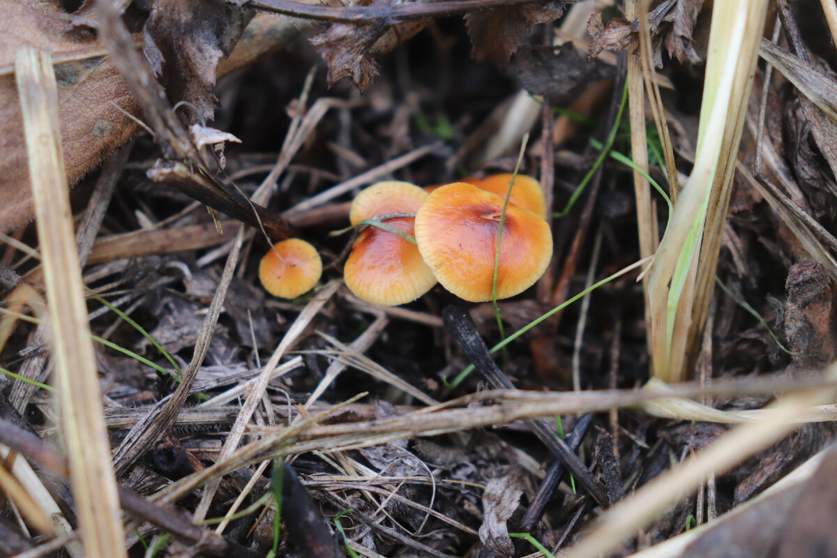 Грибы в луге. Опенок Луговой Marasmius Oreades. Опёнок Луговой. Луговые опята фото.