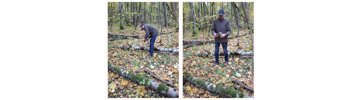 Я бересту срезал со свежи сваленного дерева 