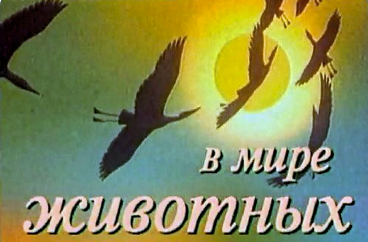 Какие телевизионные детские программы мы смотрели в 1950-1970-ые годы |  Деревенский дед | Дзен