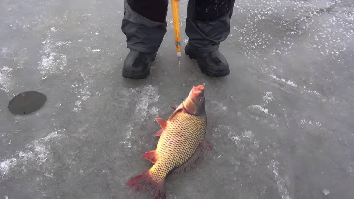 Зимняя рыбалка на карпа. Ловля карпа зимой. Рыбы зимой. Рыбалка на карпа зимой. Клюет ли зимой карп.