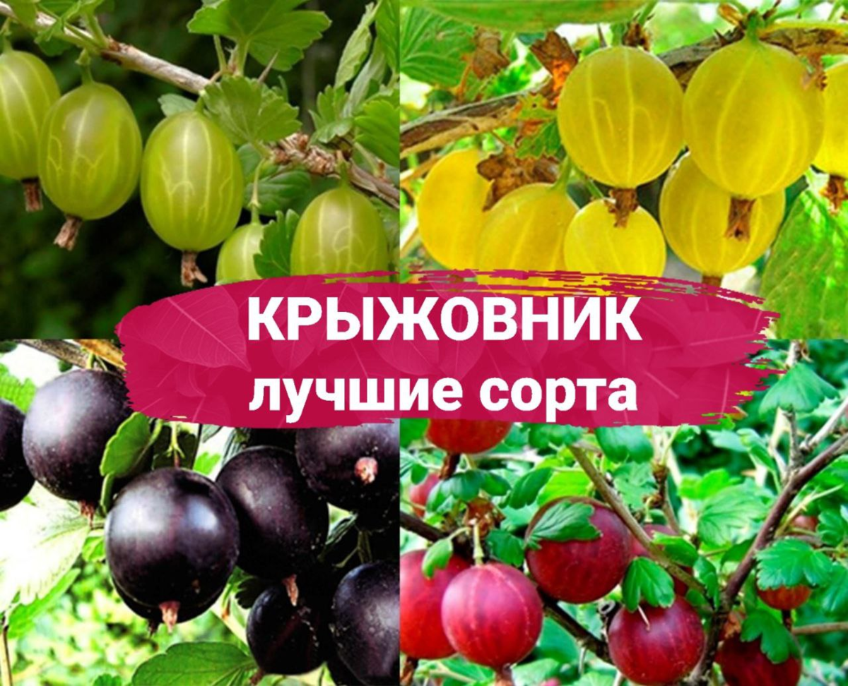 😍ЛУЧШИЕ КЛАССИЧЕСКИЕ СОРТА КРЫЖОВНИКА😍 | Питомник Росток 🌱 | Дзен