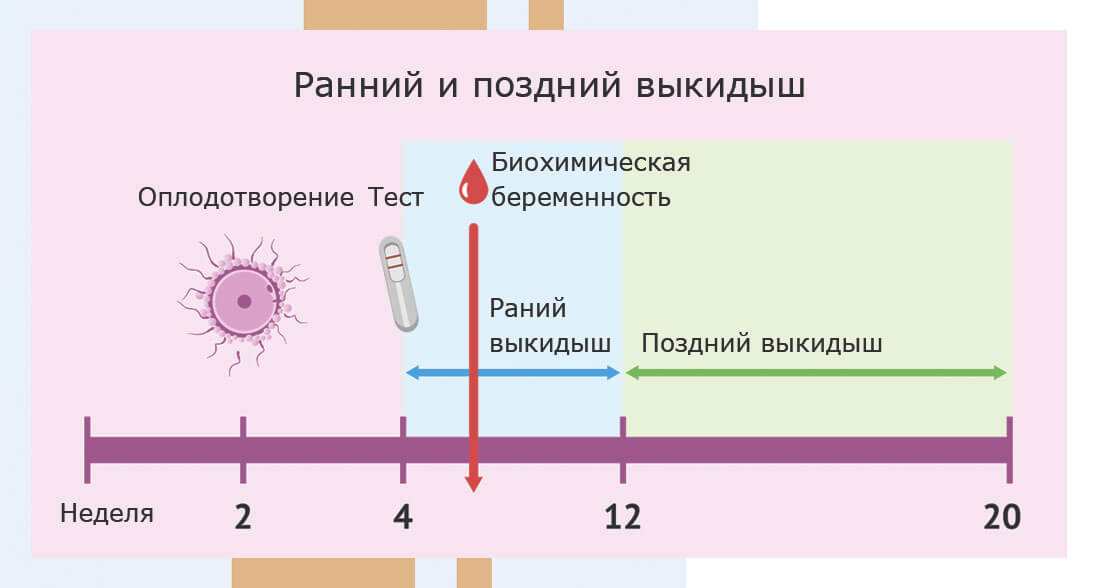 Наиболее рискованные периоды беременности