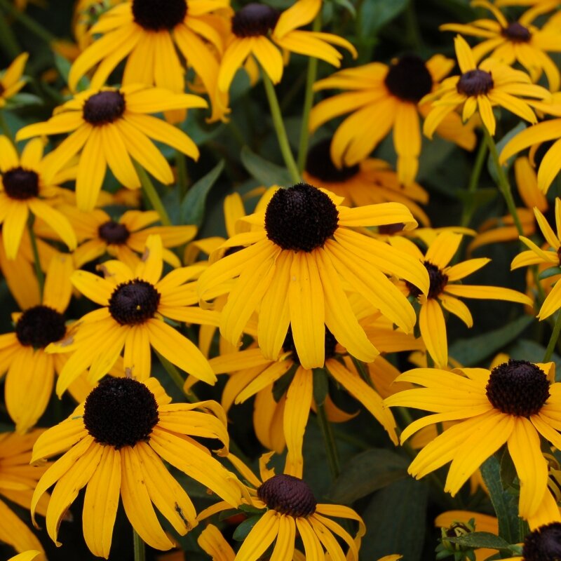 РУДБЕКИЯ БЛЕСТЯЩАЯ