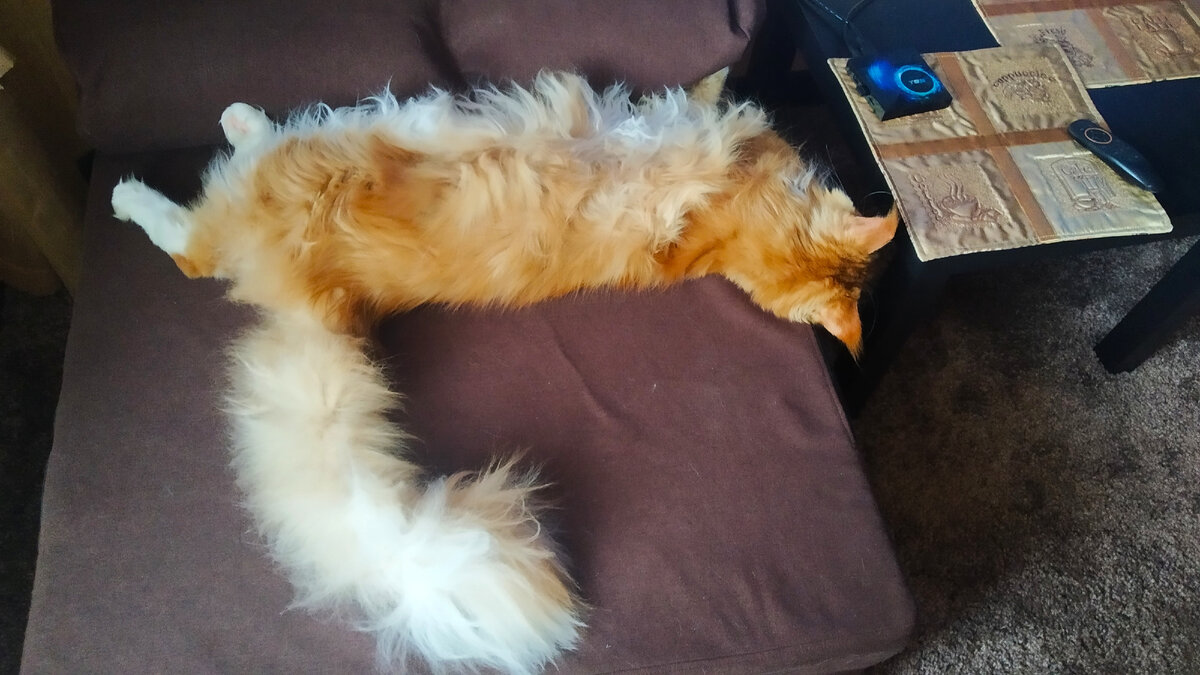 Мейн кун Степа.