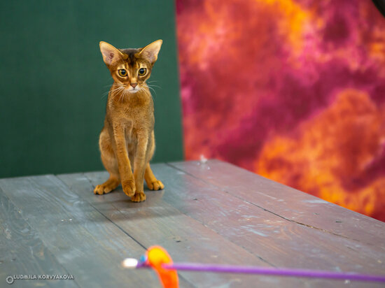   Людмила Корвякова