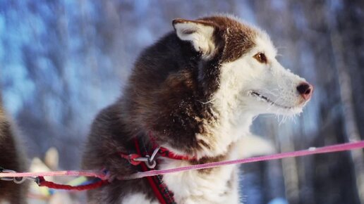 ❄️Нежные-снежные❄️. Зарисовки одного морозного дня😍