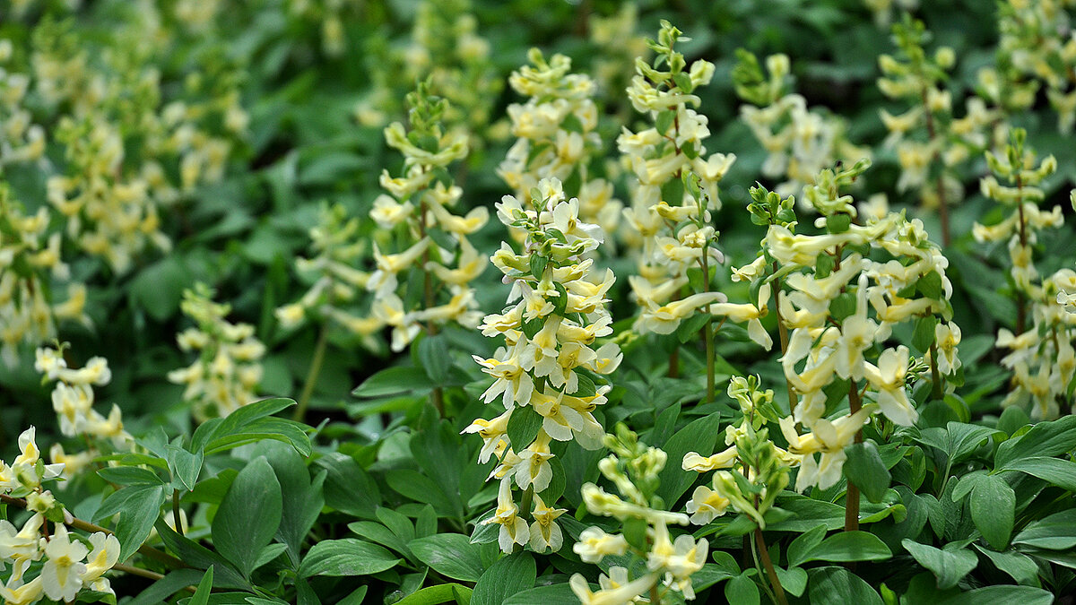 Хохлатка маршалла. Хохлатка Маршалла Corydalis marschalliana. Хохлатка Маршалла – Corydalis marschalliana (Pall. Ex Willd.) Pers.. 176.Corydalis ochroleuca. Хохлаткакрупноприцветниковая corydalisbracteata (Steph. EXWILLD.) Pers..