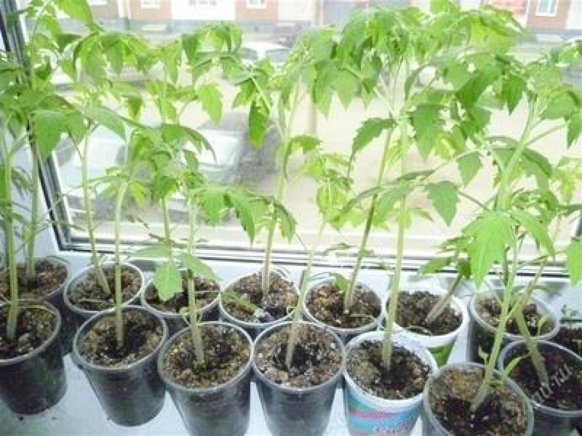 рассада на пластиковых подоконниках. От частого полива земля засолилась.