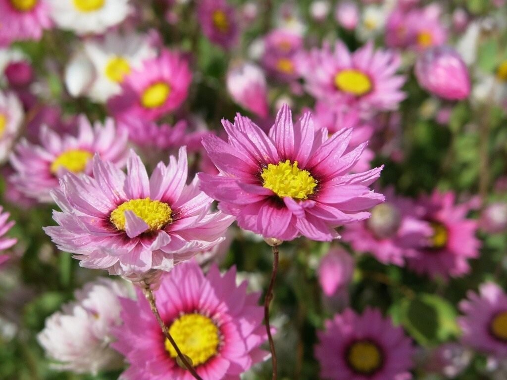 Роданте, фото из открытого источника