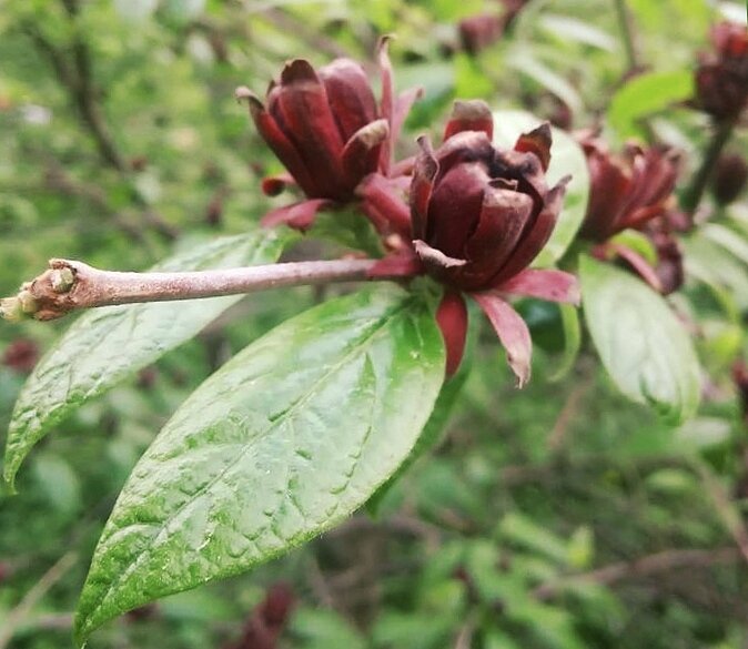 Calycanthus floridus-Каликант цветущий