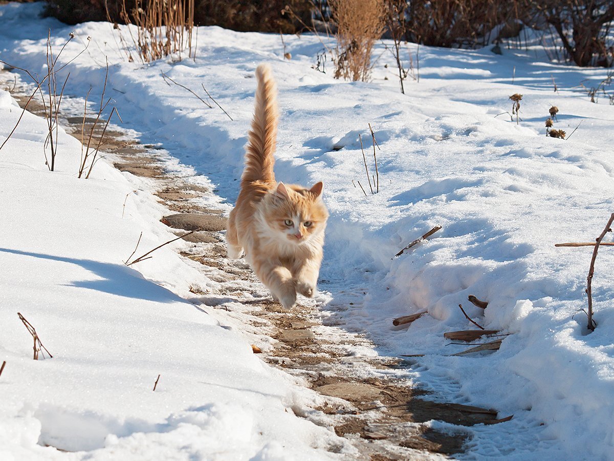 Кошки зимой