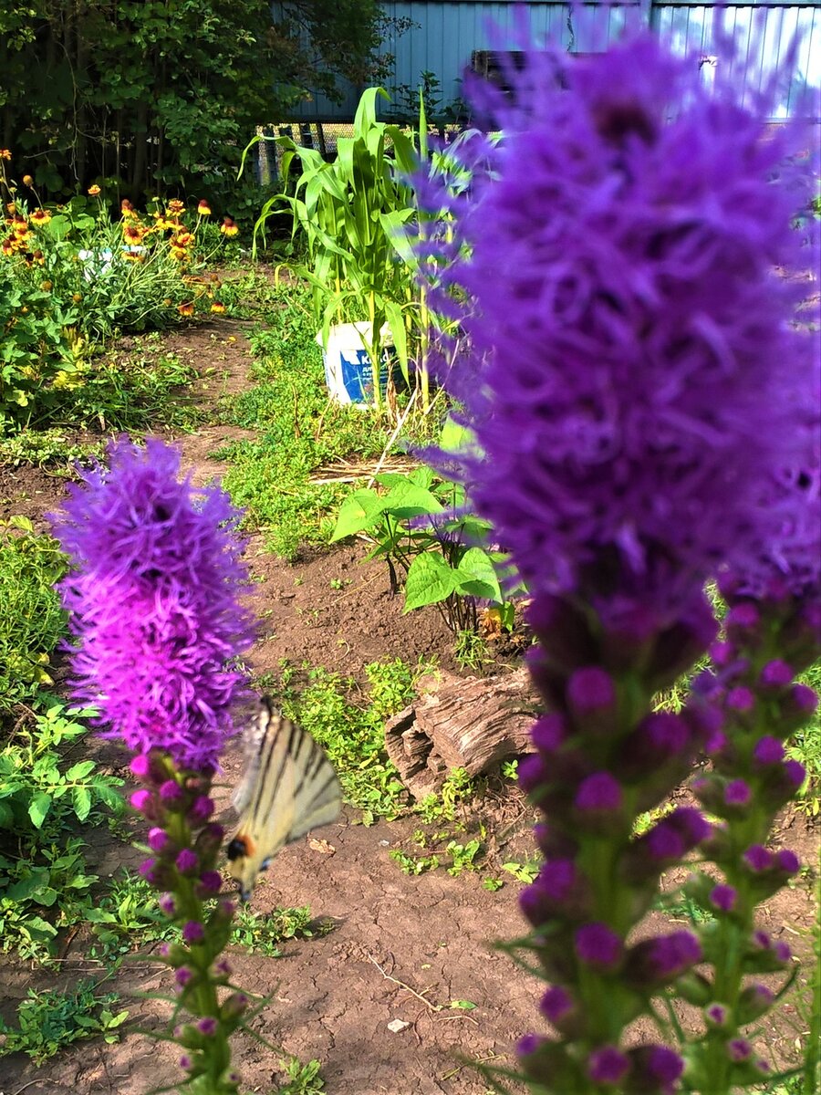 Частично распустившиеся колоски и бабочка